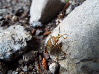 セアカツノカメムシ stink bug