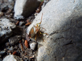 セアカツノカメムシ stink bug