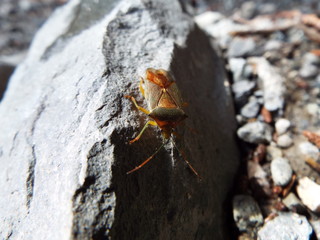 セアカツノカメムシ stink bug