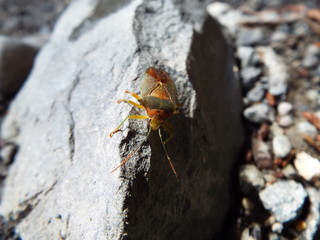 セアカツノカメムシ stink bug