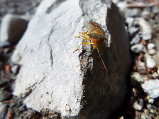 セアカツノカメムシ stink bug