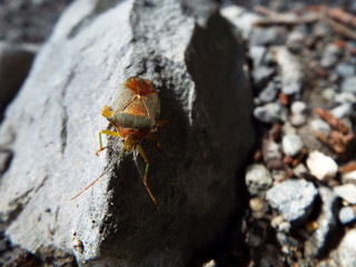セアカツノカメムシ stink bug