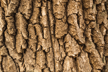 Relief texture of tree bark. Close-up. Background for design, screen saver