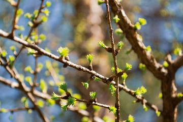 Green branches of a larch conifer tree in the sunlight. Larix decidua Pendula. Natural spring background