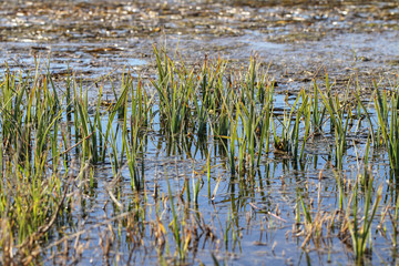 Obraz premium Bog in a spring.