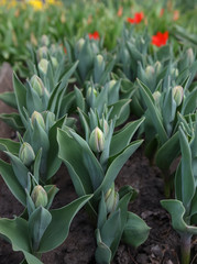 Obraz premium Landscape with flowers.