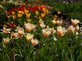 Obraz premium Landscape with flowers.
