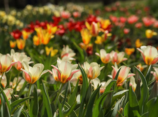 Obraz premium Landscape with flowers.