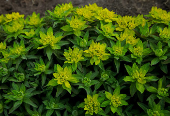 Euphorbia in a country cottage garden.