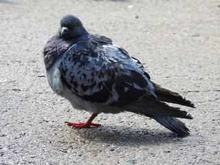 Pigeons in the park. Eat with hands. Tame doves.