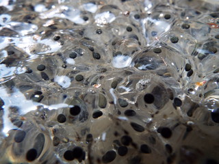 カエルの卵 frogspawn