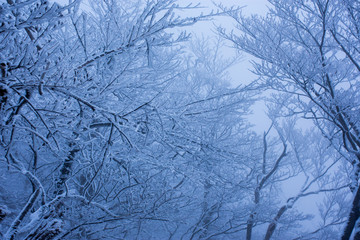 雪の森