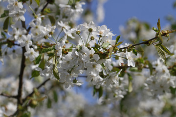Spring flowering cherry.
