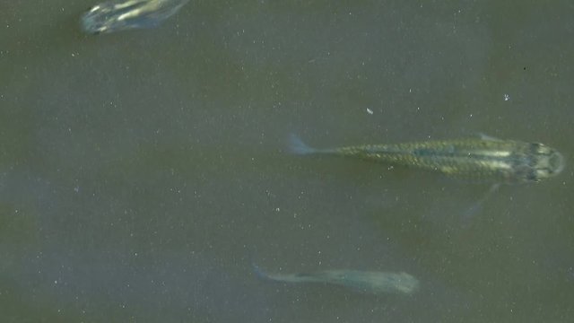 Minnows swimming around in a lake close up using a Sony RX10 MIV zoomed