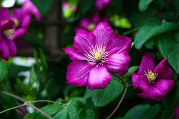 Single beautiful magenta clematis flower closeup in a garden
