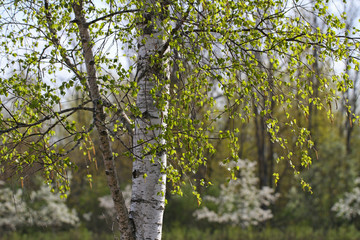 Fototapeta premium Birch tree in a spring time.