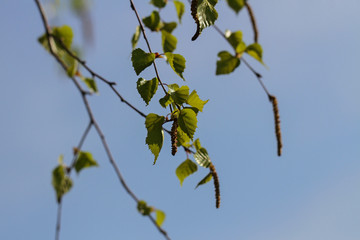 Green leaves in a spring time.