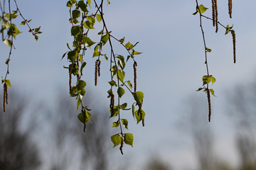 Green leaves in a spring time.