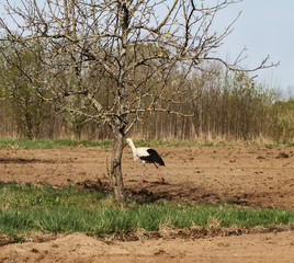 Stork in the field.