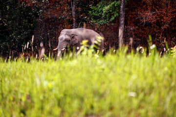 Wild Elephant walk across green grass field at Khaoyai national park thailand