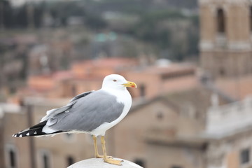 seagull with grey and white plumage in european city