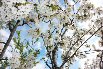 almond blossom sky background