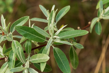 ein junger Trieb von der Silberweide