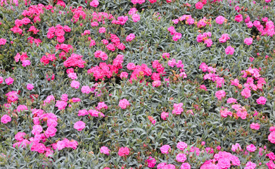 palnts with small flowers called KAHORI