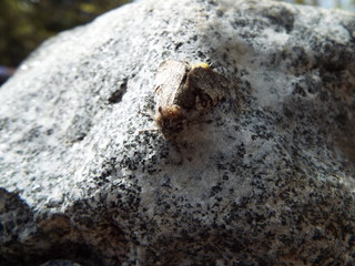 産卵中の蛾 the moth which is laying eggs