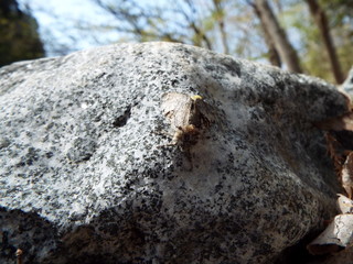 産卵中の蛾 the moth which is laying eggs