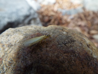 ミドリカワゲラ科 stone fly