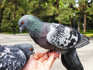 Pigeons in the park. Eat with hands. Tame doves.