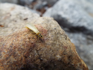 ミドリカワゲラ科 stone fly