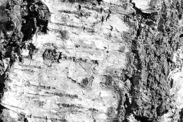 Old birch tree bark texture close up. Tree bark background black and white