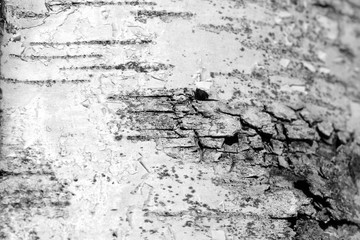 Old birch tree bark texture close up. Tree bark background black and white