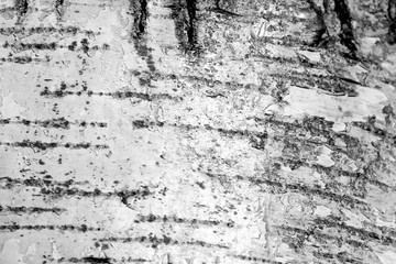 Old birch tree bark texture close up. Tree bark background black and white