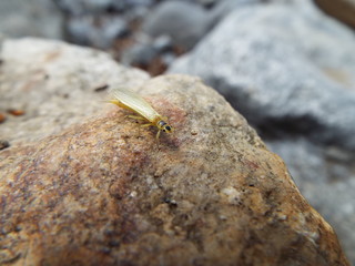 ミドリカワゲラ科 stone fly