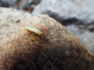 ミドリカワゲラ科 stone fly