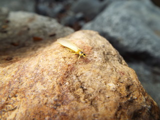 ミドリカワゲラ科 stone fly