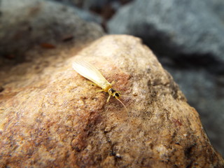 ミドリカワゲラ科 stone fly