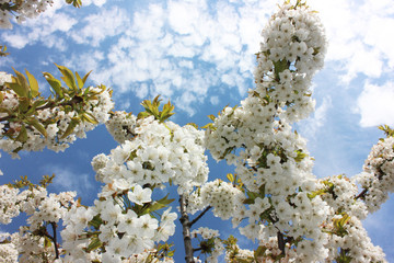 almond blossom sky background