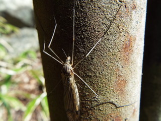 キイロホソガガンボ fly