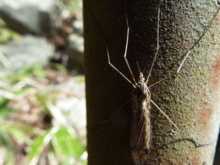 キイロホソガガンボ fly