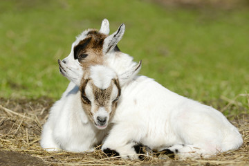 Naklejka na ściany i meble Goat kids lying on meadow and sleep