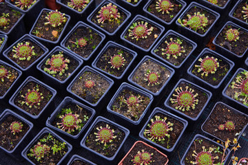 Succulent plants in pots for sale in street market, Many different plants in flower pots mix selling in flowers store, top view. Garden center with lot potted small cactus plants sale on flower market