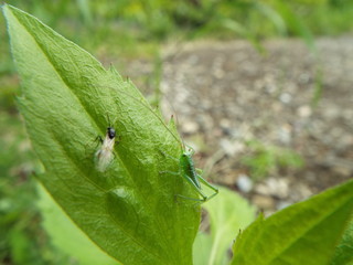ヤブキリ 幼体 green clicket