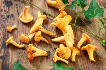 Cantharellus cibarius, commonly known as the chanterelle, golden chanterelle or girolle.