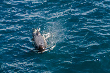 Long-Finned Pilot Whales in the Southern Atlantic Ocean