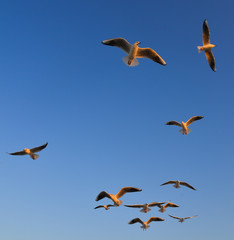 Seagulls flying in a blue sky background