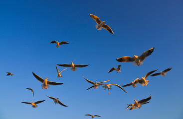 Seagulls flying in a blue sky background